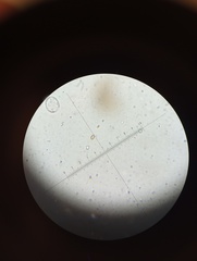 Resupinatus alboniger