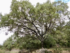 Quercus faginea