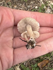 Candolleomyces