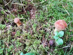 Aureoboletus projectellus