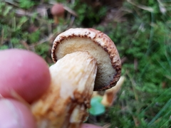 Aureoboletus projectellus