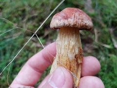 Aureoboletus projectellus