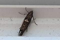 Acrolepiopsis assectella
