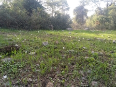 Crocus hyemalis