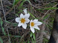 Crocus hyemalis