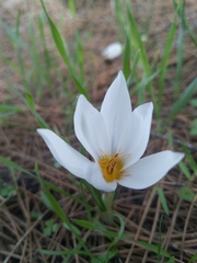 Crocus hyemalis