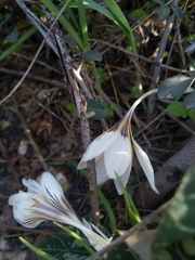 Crocus hyemalis
