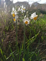 Narcissus tazetta