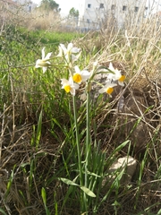 Narcissus tazetta