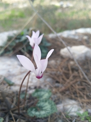 Cyclamen persicum
