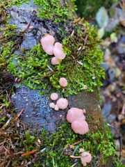 Scytinotus longinquus