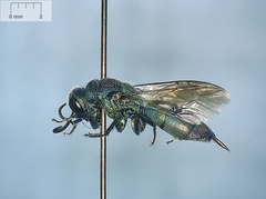 Chrysis ignita