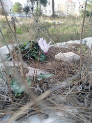 Cyclamen persicum