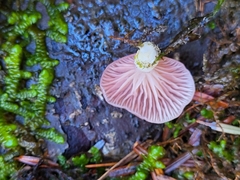 Scytinotus longinquus