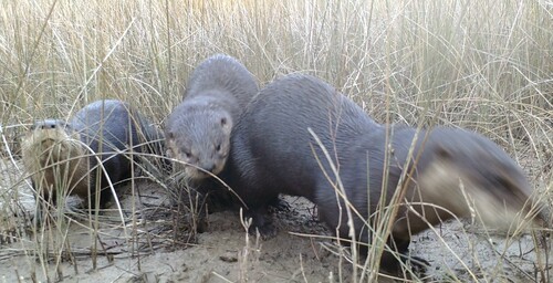 North American River Otter photographed in Mississippi
