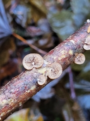 Deconica horizontalis