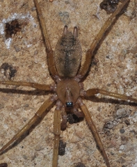 Pterotricha simoni