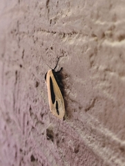Creatonotos