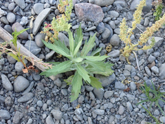 Artemisia suksdorfii