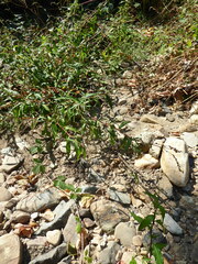Persicaria minor