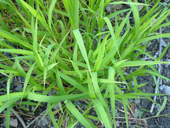Leersia