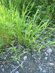 Leersia