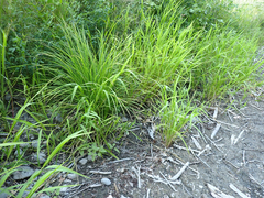 Leersia