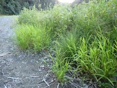 Leersia