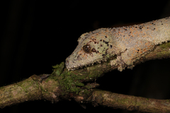 Lichenose Leaf-Tailed Gecko photo 2