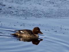 Bucephala clangula clangula