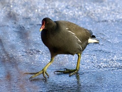 Gallinula chloropus chloropus