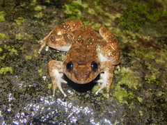 Limnonectes kuhlii