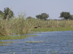 Phragmites mauritianus