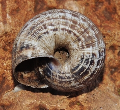 Xerosecta adolfi