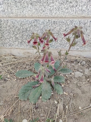Rehmannia glutinosa