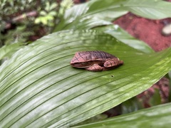 Boana multifasciata