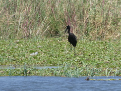 Anastomus lamelligerus