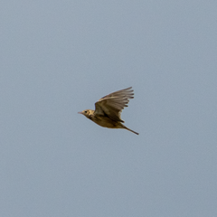 Anthus spragueii