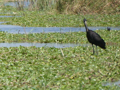 Anastomus lamelligerus