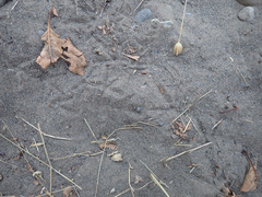 Callipepla californica