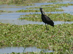 Anastomus lamelligerus