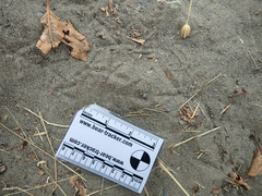 Callipepla californica