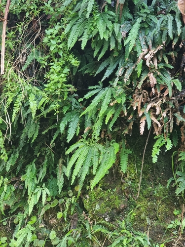 Adiantum hispidulum image