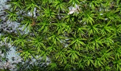 Trichostomum crispulum