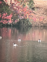 Anatidae