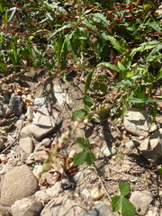 Persicaria minor