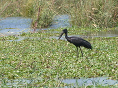 Anastomus lamelligerus