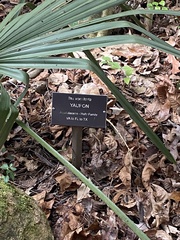 Phytomyza vomitoriae