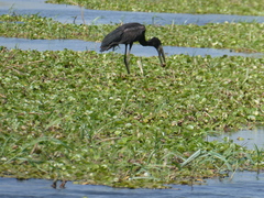 Anastomus lamelligerus