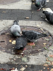 Columba livia domestica
